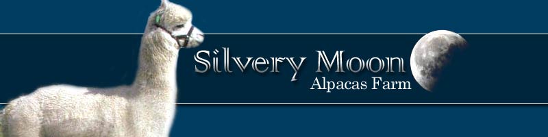 Header Graphic